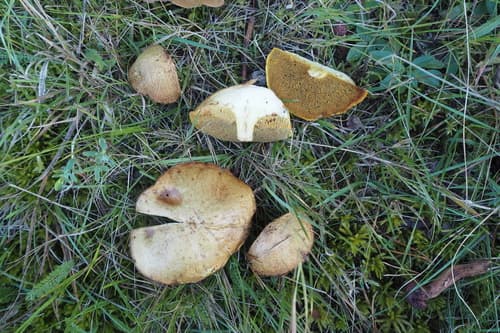 Maślak