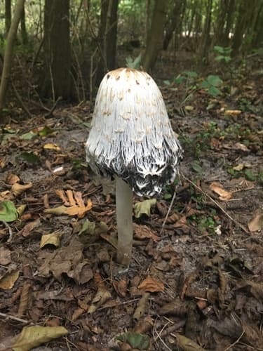 Agaricineae