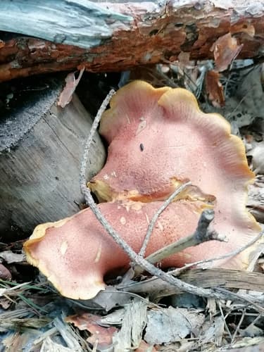 Tricholomopsis