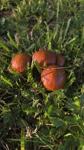 Maślak żółty
