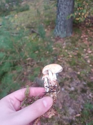 Monetnica plamista