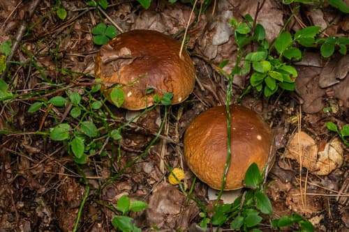 Borowik