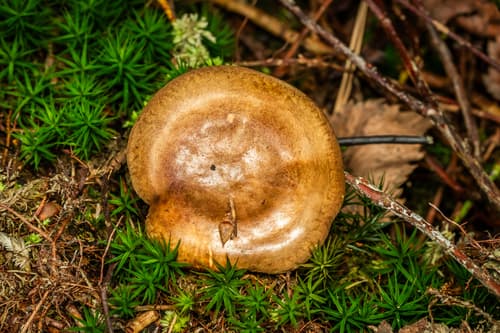 Krowiak podwinięty