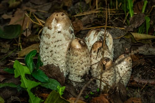 Czernidłak kołpakowaty