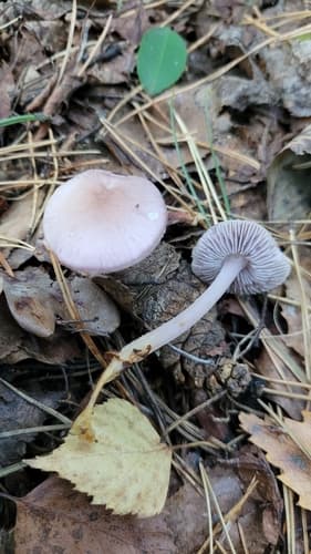 Grzybówka różowa