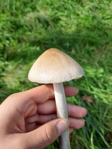 Pieczarniaki