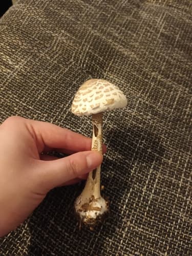 Czubajka sutkowata