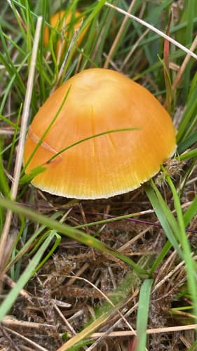 Wilgotnica