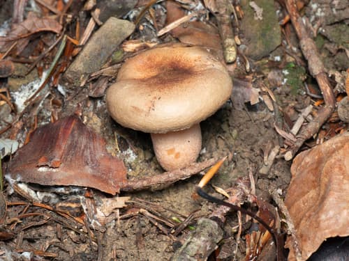 Krowiak podwinięty