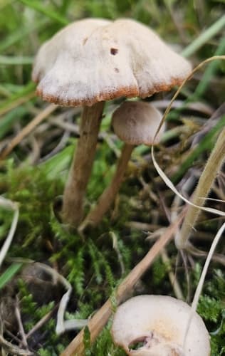 Lakówka pospolita