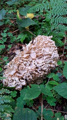 Siedzuń dębowy