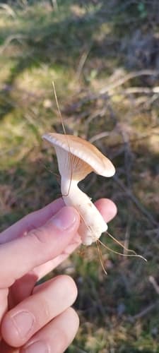 Ampulloclitocybe