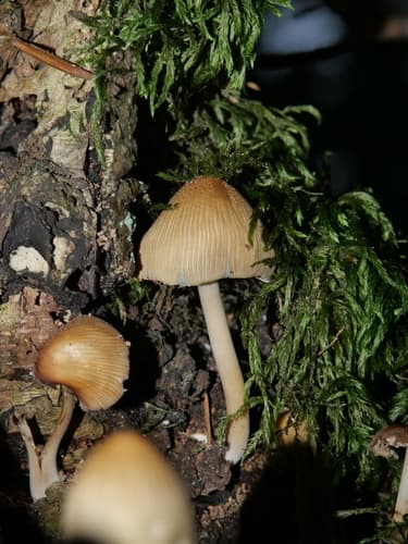 Coprinellus