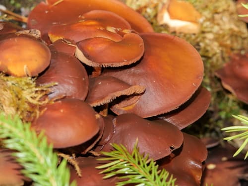 Kuehneromyces