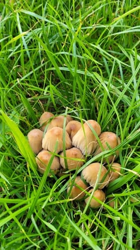Coprinellus