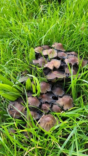 Coprinellus