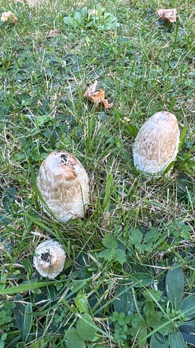 Czernidłak kołpakowaty