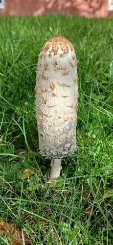 Czernidłak kołpakowaty