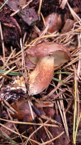 Podgrzybek brunatny