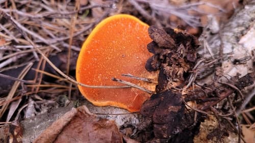Gęstoporek cynobrowy
