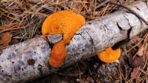 Gęstoporek cynobrowy