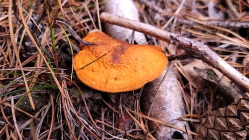 Gęstoporek cynobrowy