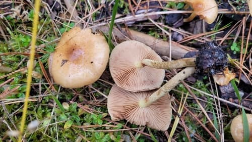 łuskwiak dwubarwny