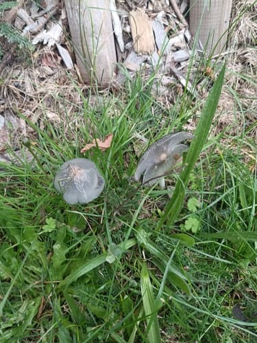 Coprinopsis