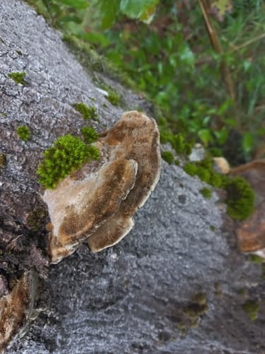 Coriolopsis