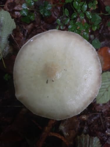 Pieczarka