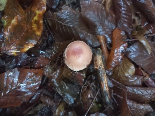 Muchomor czerwieniejący