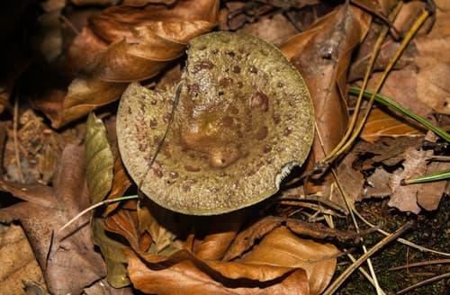 Mleczaj śluzowaty