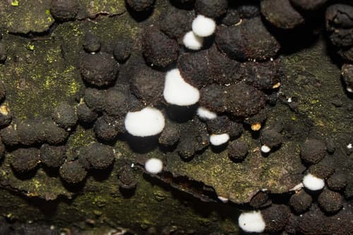 Crepidotus