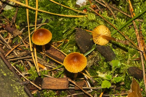 Mycena aurantiomarginata