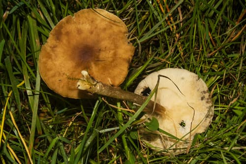 Ciemnobiałka ciemna