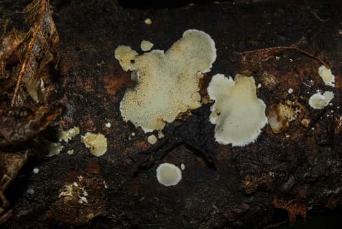 Steccherinum nitidum