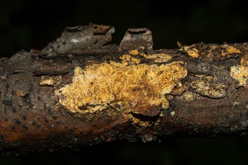 Sarcodontia uda