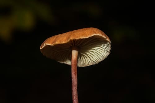 Twardzioszek czosnaczek