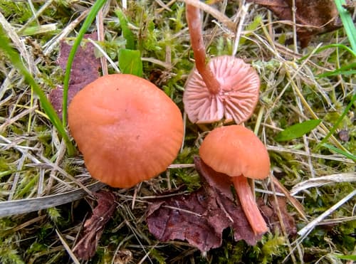 Lakówka pospolita