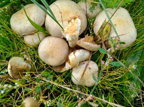 łuskwiak słomkowy