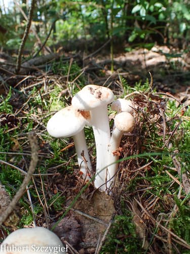 Monetnica plamista