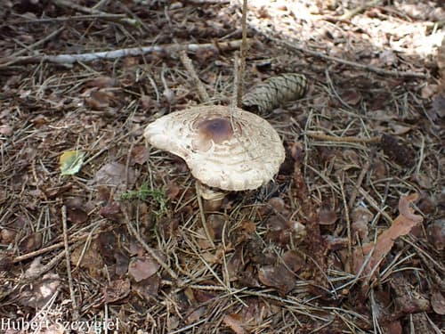 Chlorophyllum