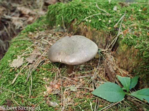 Drobnołuszczak