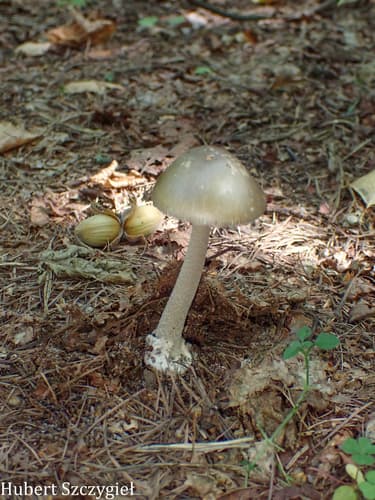 Muchomor złotawy