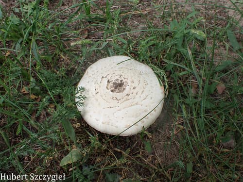 Pieczarka miejska