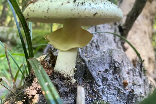 Muchomor cytrynowy