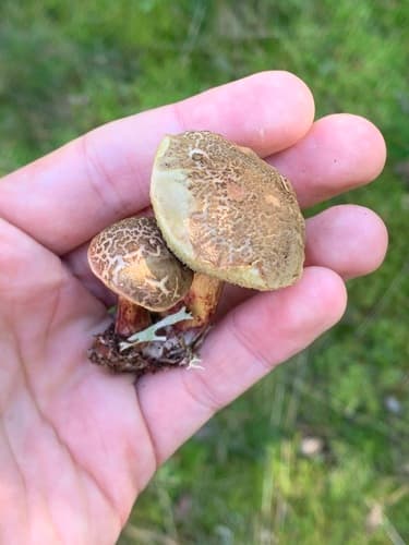 Xerocomellus