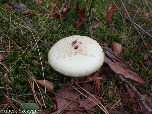 Muchomor cytrynowy