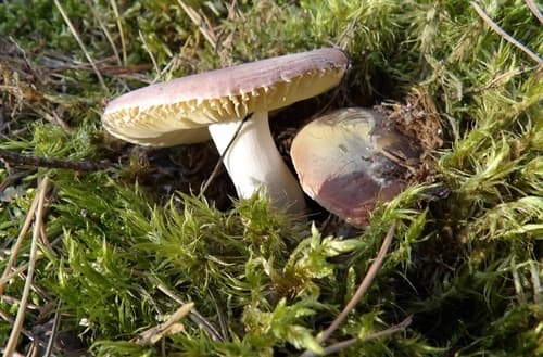 Gołąbek