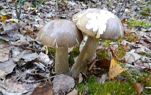 Koźlarz niebieskostopy